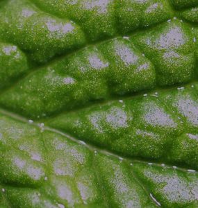 FDA Menthol Cigarette Ban
