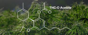 What is THC-O Main Banner Final