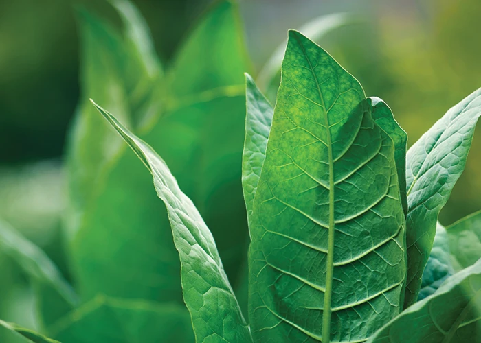 Does Nicotine Have Health Benefits - 3
